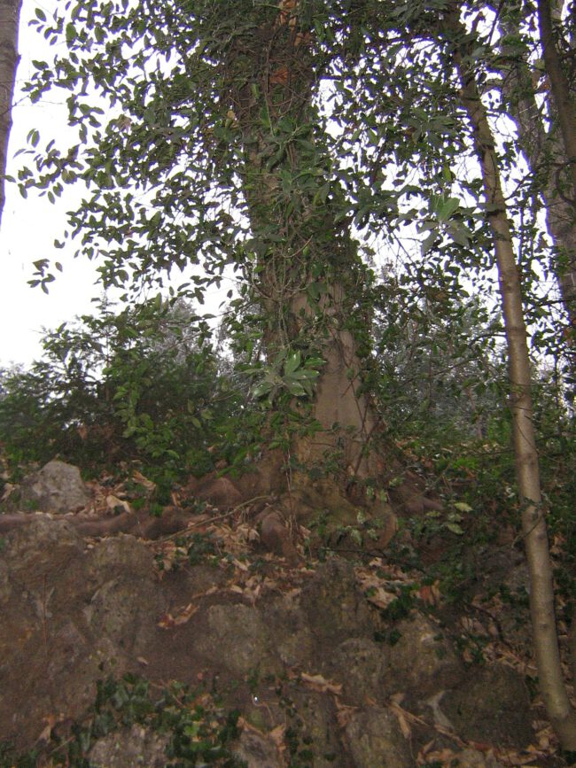baum