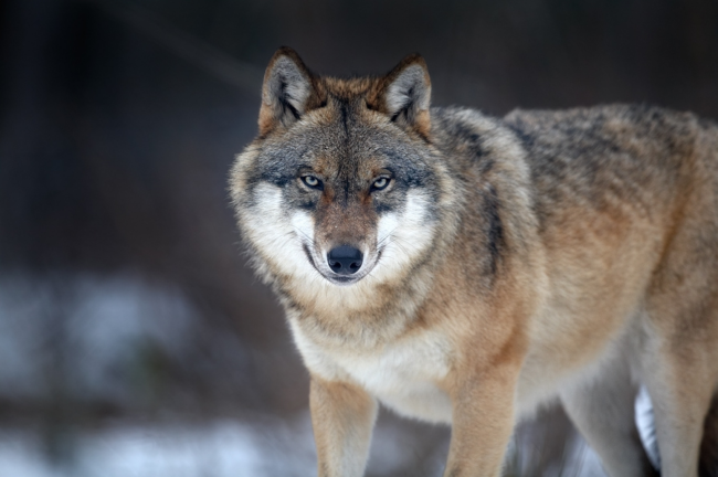 2025-07-14 Wolf